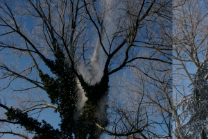boom-rooien-145