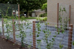 tuin710