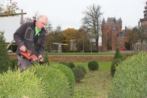 Buxus-Kwekerij