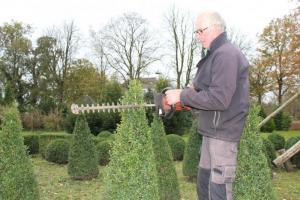 Buxus-Kwekerij3