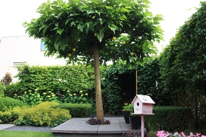 Tuin-woerden-121