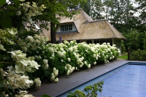 hortensias-in-een-tuin-in-beekbergen